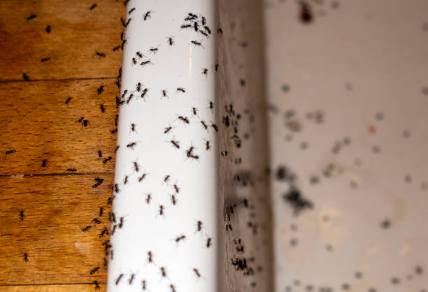 Best Pest Prevention Services  in Manville, NJ