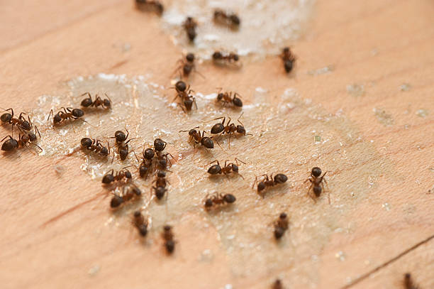 Best Commercial Pest Control Services  in Manville, NJ